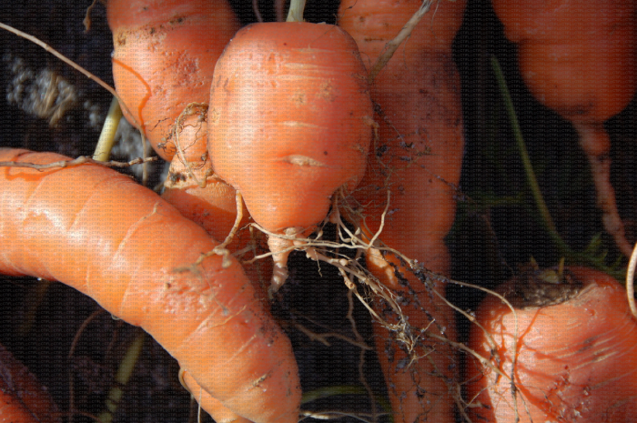 Galles sur les racines secondaires et déformations dues à des nématode à galles sur carotte